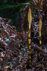Great horsetail also known as northern giant horsetail ,Equisetum telmateia,grows in the forest during the spring.