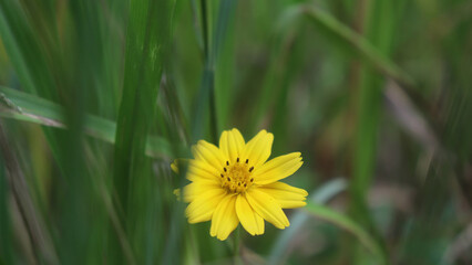 yellow dandelion flower