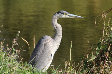 great blue heron