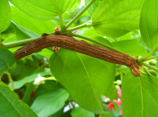 The spanworm caterpillar (Chrysodeixis chalcites) is classified as one of the main pests that eat leaves.