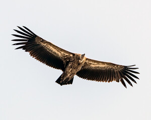 A Eurasian Griffon Vulture in Flight, White Background.