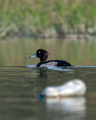Pollution in the lake, A Tufted duck swims in a lake  a discarded plastic bottle in the front.