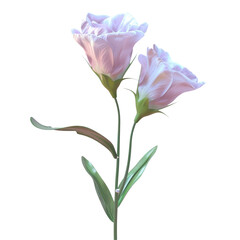 A pink flower in a vase on a transparent