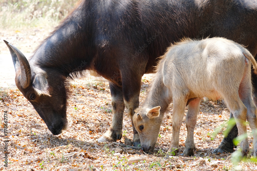 Wall mural Baby buffalo and mother buffalo.