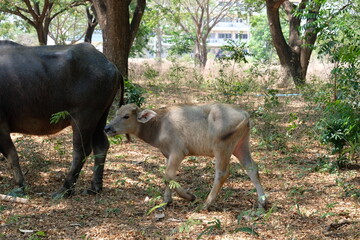Baby buffalo and mother buffalo.