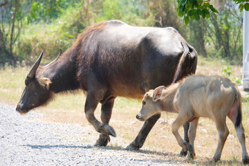 A herd of buffalo grazes in the green fields.