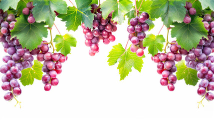 Red grapes branch with green leaves on white background. Botanical banner