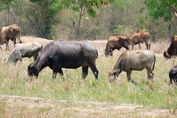 A herd of buffalo grazes in the green fields.