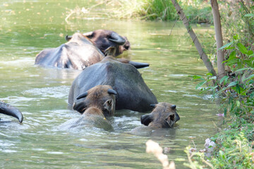 A herd of buffalo swims in a pond.