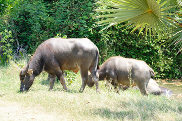 Buffalo walks and grazes in the pasture.