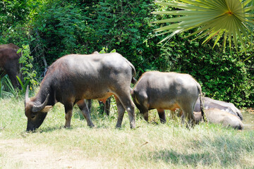 A herd of buffalo grazes in the green fields.