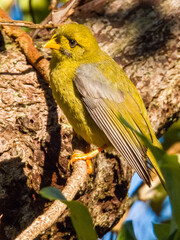 Bell Miner in New South Wales, Australia
