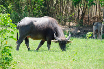 Buffalo walks and grazes in the pasture.