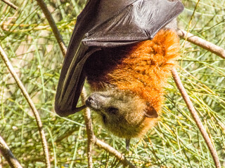 Grey-headed Flying Fox in New South Wales, Australia