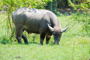 A herd of buffalo grazes in the green fields.