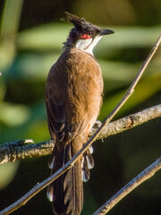 Red-whiskered Bulbul in New South Wales, Australia