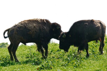Amerikanische Bison, Bos bison