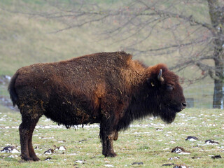 Amerikanische Bison, Bos bison