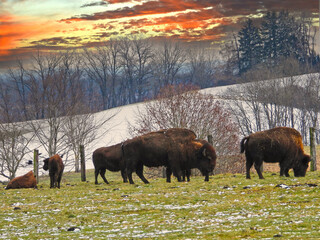 Amerikanische Bison, Bos bison