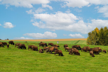 Amerikanische Bison, Bos bison