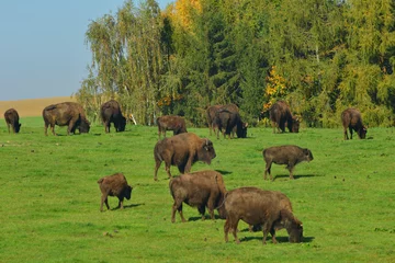 Foto op Plexiglas Amerikanische Bison, Bos bison © Peter Oetelshofen