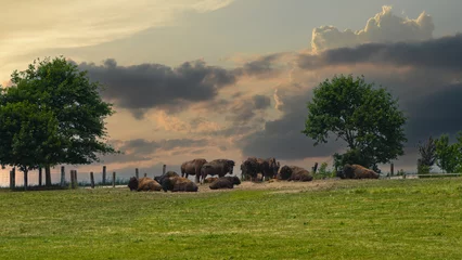Foto op Aluminium Amerikanische Bison, Bos bison © Peter Oetelshofen