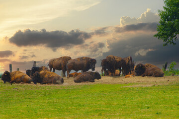 Amerikanische Bison, Bos bison