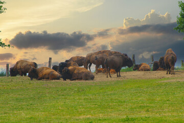 Amerikanische Bison, Bos bison - obrazy, fototapety, plakaty