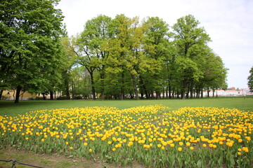 Obraz premium 12 05 2023 St. Petersburg Russia. St. Petersburg is located in the north-west of the country on the coast of the Gulf of Finland at the mouth of the Neva River.