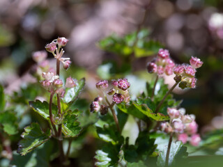 カテンソウの雄花の蕾