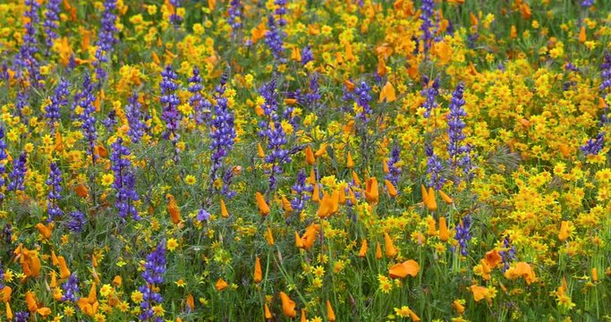 Lupins and golden poppy flowers in wildflower meadow at Diamond valley, California.