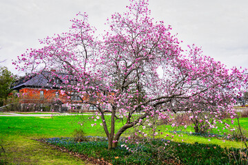 Lovely view of a Pink blossom Magnolia tree in full bloom at Ottawa's Experimental Gardens in Eastern Canada  