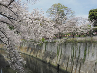 東京・文京区立江戸川公園付近の神田川沿いの桜