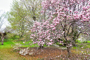 Fototapeta premium Beautiful Magnolia tree with pink flowers contrasted with the earth brown of the leaf covered forest floor in early spring at the Dominion Arboretum Gardens in Ottawa,Ontario,Canada