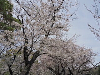 東京・千代田区立千鳥ヶ淵公園付近の桜