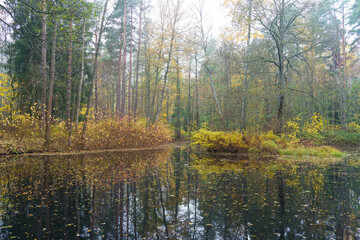 Autumn forest in October. Gloomy foggy forest in autumn. - obrazy, fototapety, plakaty