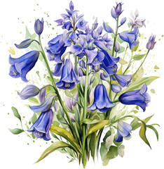 Classic Bluebell Blossoms in Full Bloom Watercolor Illustration
