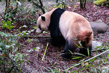 Naklejka premium Giant panda and its poo, Chendu, China