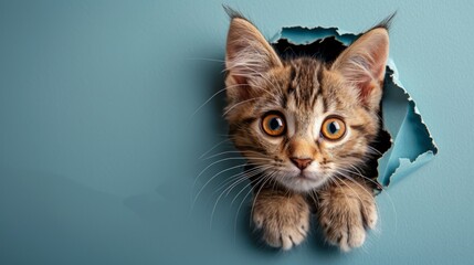 A curious cat looks through a round hole. green paper on the wall Its bright eyes reflected...