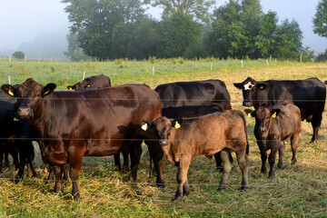 Deutsch-Angus,  Kälber,  Kühe,  Rinder, Weide