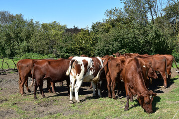 K&uuml;he auf der Weide