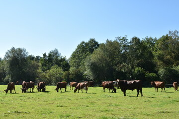 Kühe auf der Weide - obrazy, fototapety, plakaty