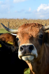 Kühe, Rinder,  Aubrac Rind  auf der Weide