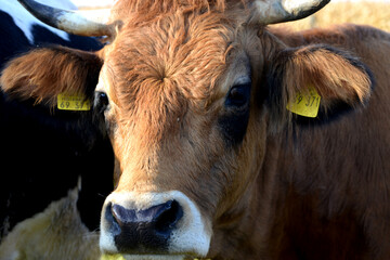 Kühe, Rinder,  Aubrac Rind  auf der Weide - obrazy, fototapety, plakaty