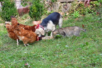 Domestic chicken with dog and cat eating on the grass on field  - 778686908