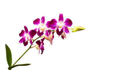 Fototapeta na wymiar Purple orchid flower isolated on white background.