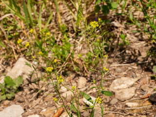 Southern Urals, flowering treacle-mustard (Erysimum cheiranthoides) on the river bank.