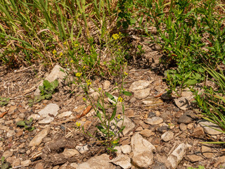 Southern Urals, flowering treacle-mustard (Erysimum cheiranthoides) on the river bank.