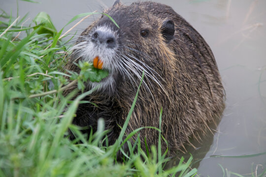 Nutria bei der Nahrungsaufnahme an Ufer