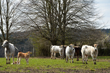 Fototapeta premium iemonteser Rind, Mutterkuhhaltung